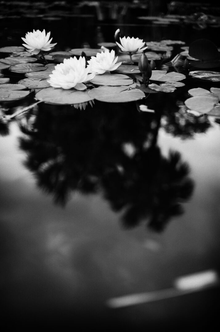 a lily pads in a pond L1007879 Edit